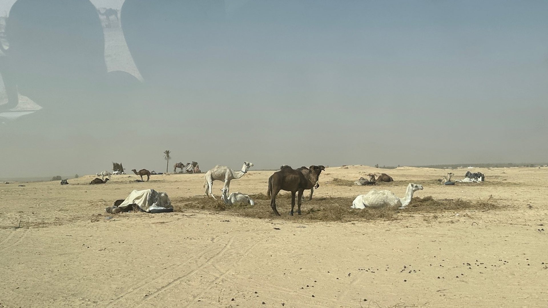 Deserto di Douz 2